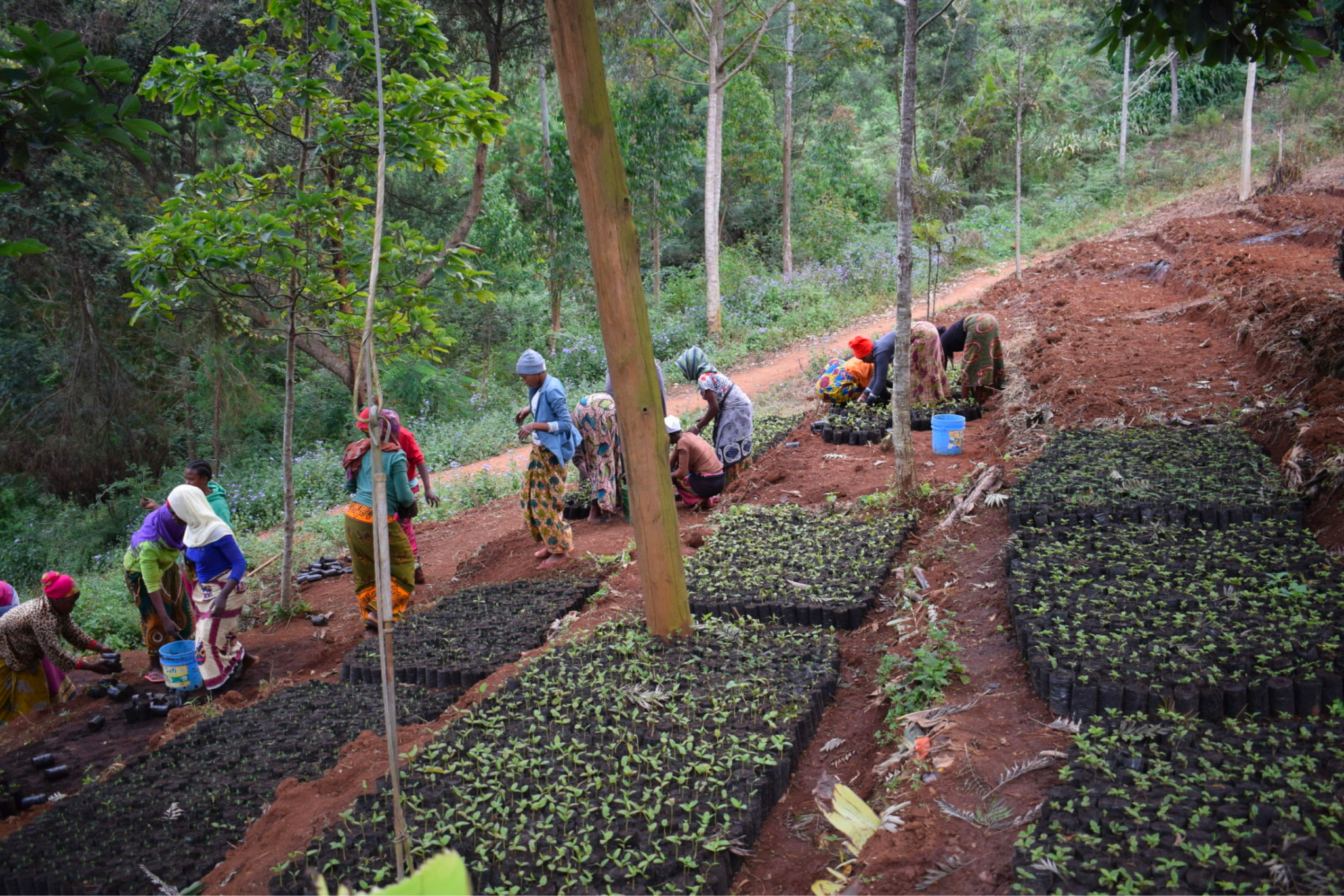 reforestation image