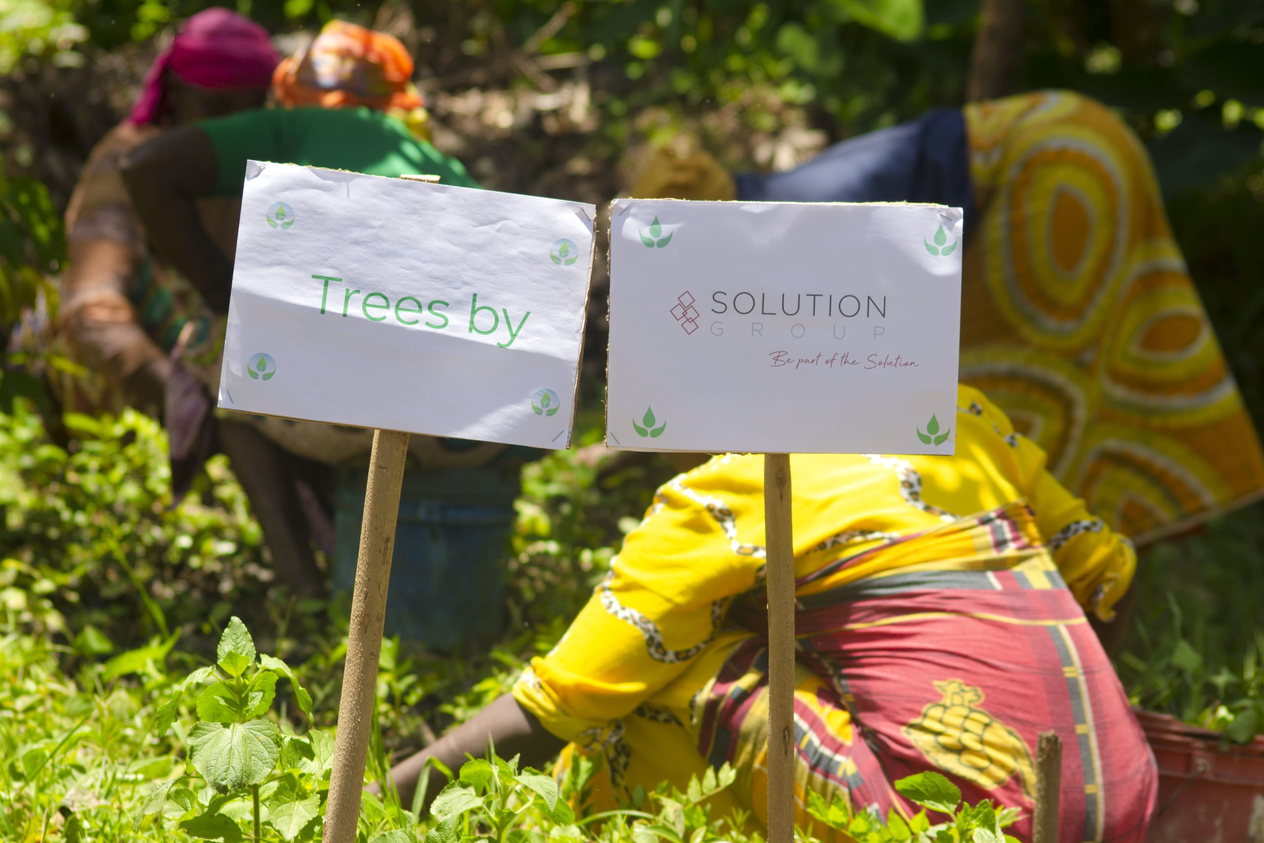 Solution Tree Brand Growing a Forest of Good: Solution Group’s Sustainability Journey with ...