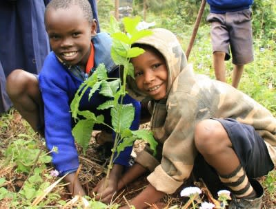 beflamboyant planting