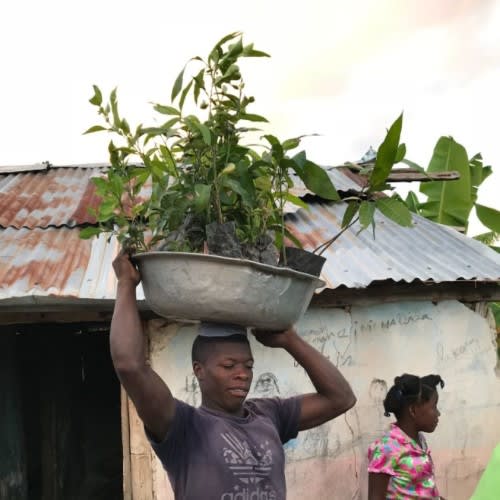 haiti tree distribution