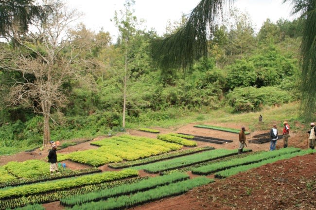 inspirational venues and events tanzania nursery