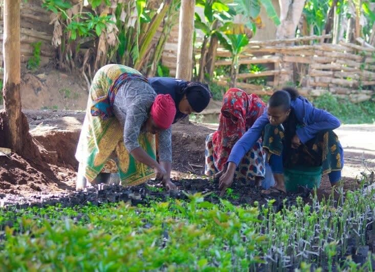 tanzania growers