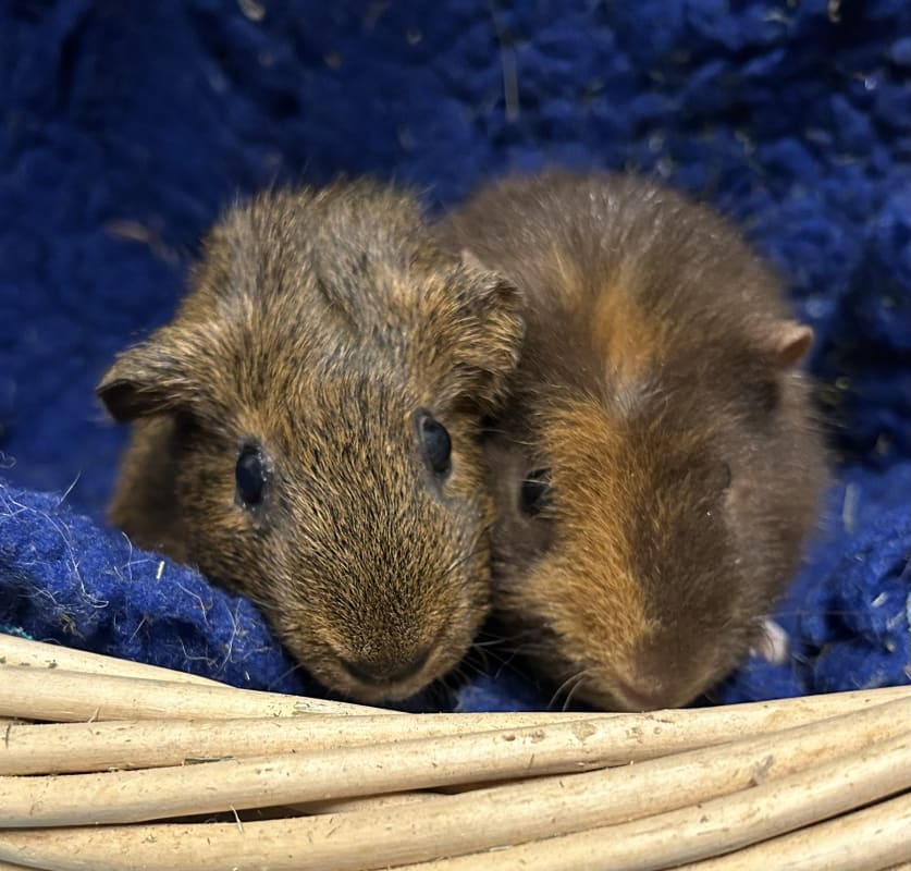 Picture of Matilda and Anna the guinea pig