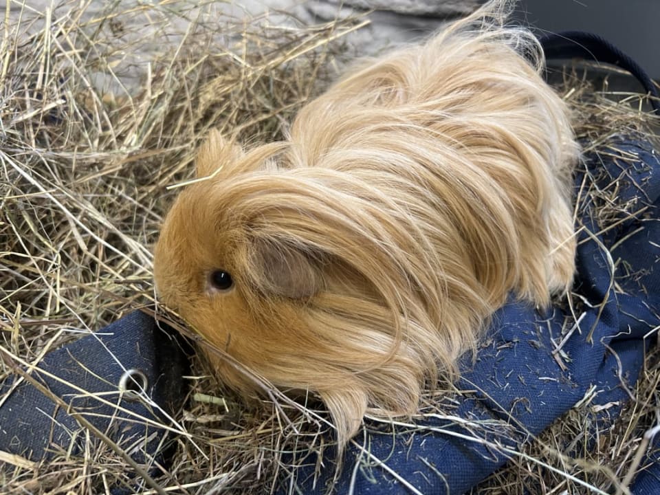 Picture of Peanut the guinea pig