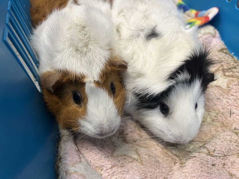 Picture of Fiona and Elsa the guinea pig