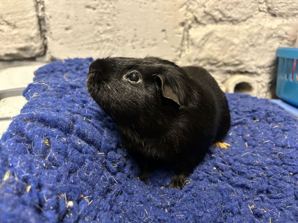 Picture of Rufus and Bruno  the guinea pig