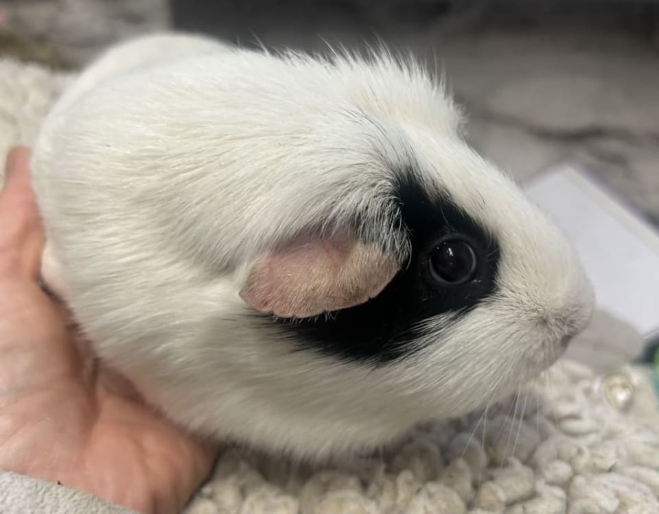 Picture of Smithy the guinea pig