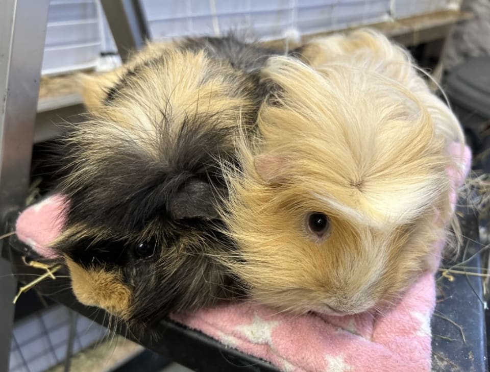Picture of Artemis, Paris, Jennifer and Tiger the guinea pig