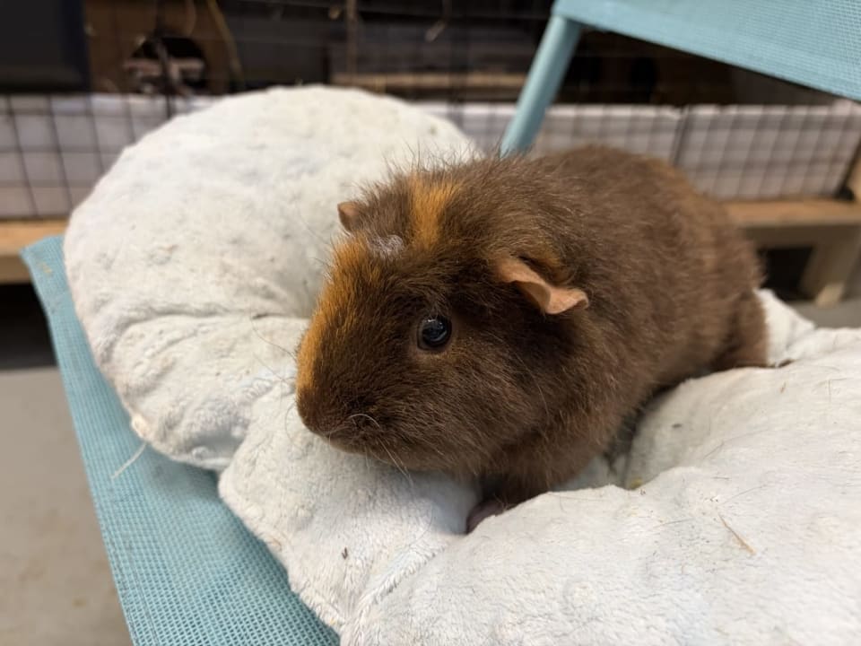 Picture of Matilda the guinea pig