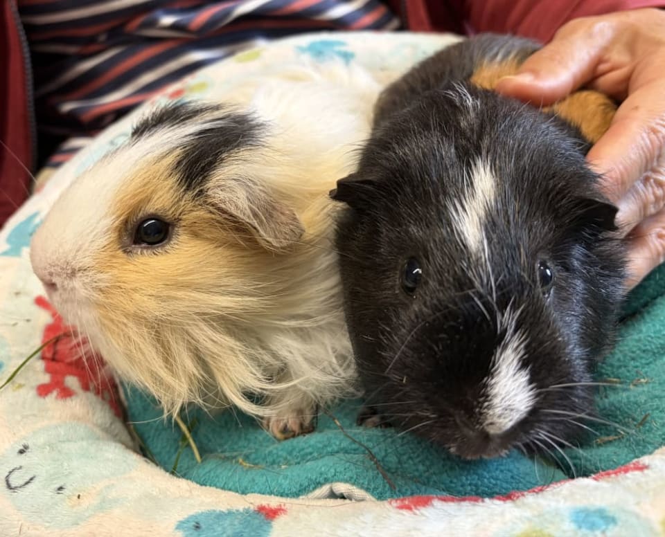 Picture of Lyle and Toffee the guinea pig