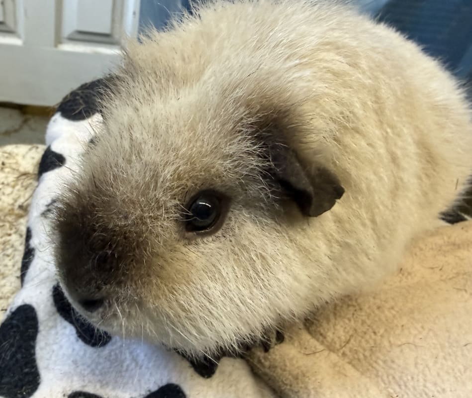 Picture of Oreo the guinea pig