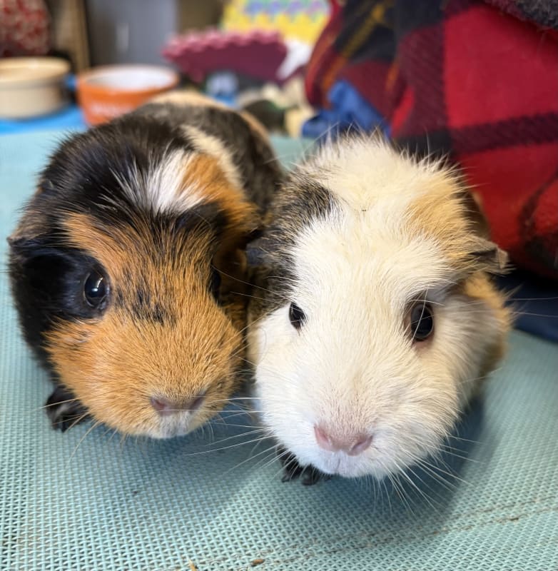 Picture of Luna and Nutmeg the guinea pig