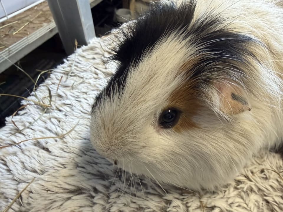 Picture of Willow the guinea pig
