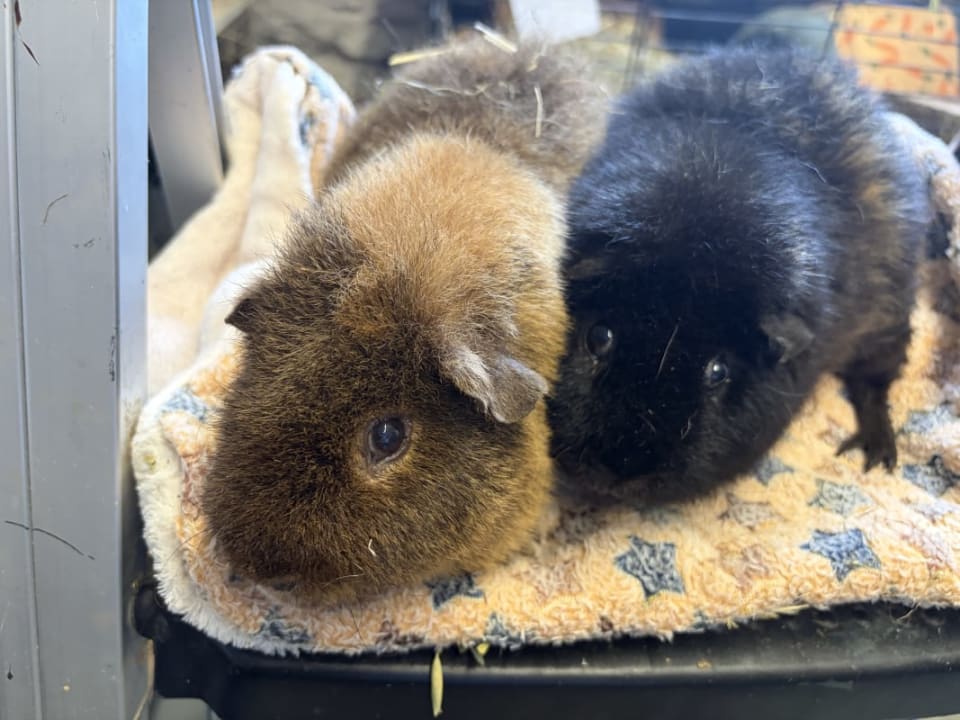 Picture of Peanut and Sooty the guinea pig