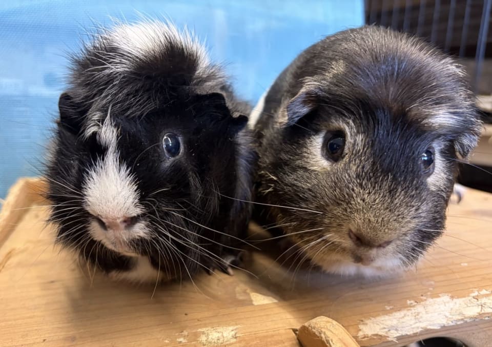 Picture of Jude and Kane the guinea pig