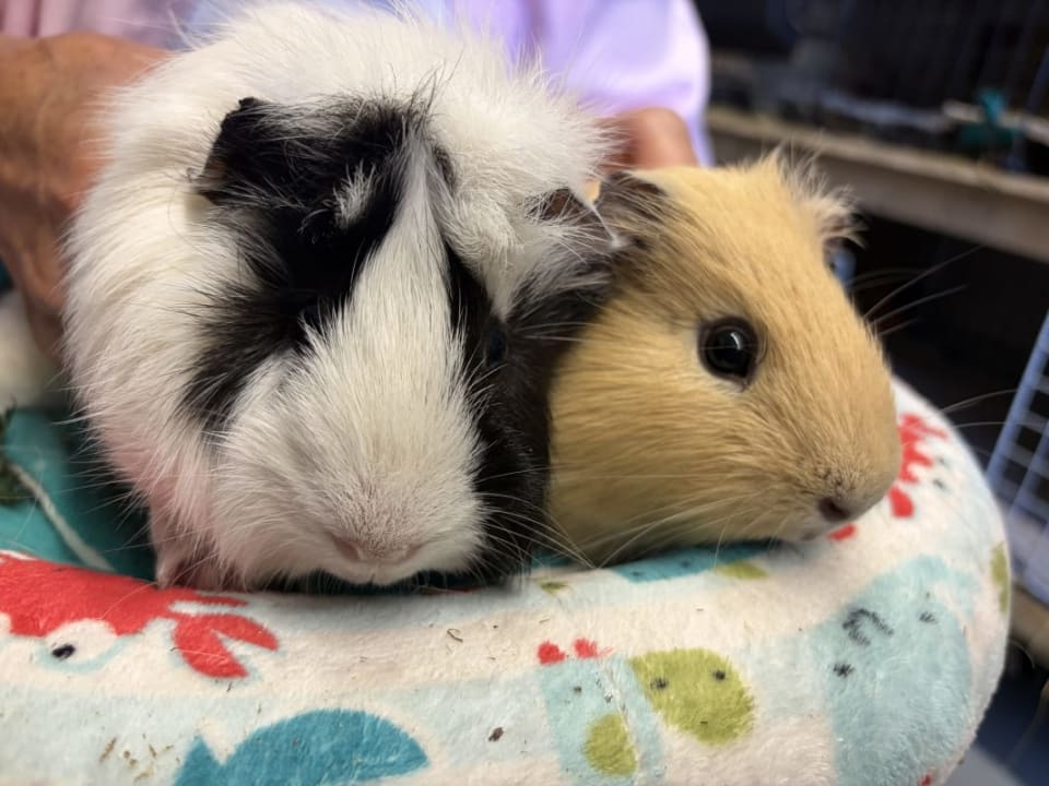 Picture of Chester and Strawberry the guinea pig