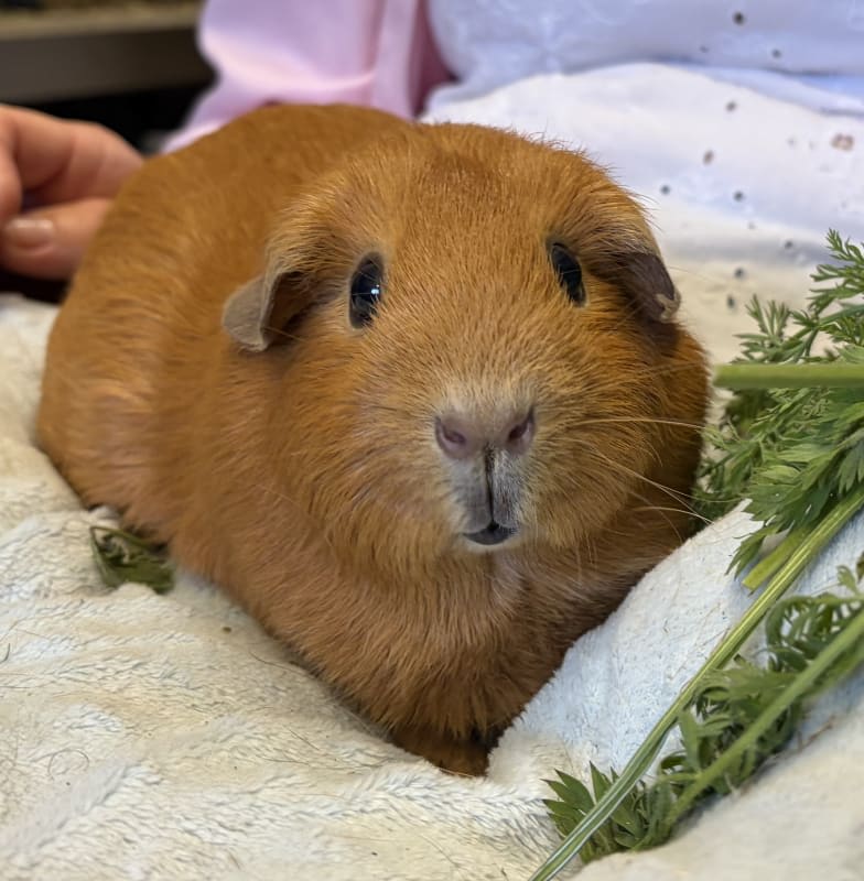 Picture of Pumpkin the guinea pig