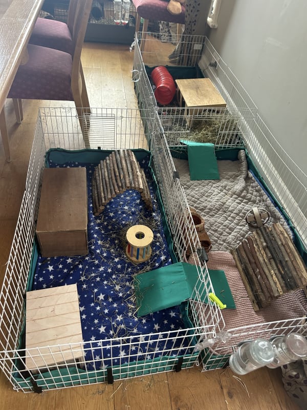 Picture of Midwest cage system the guinea pig