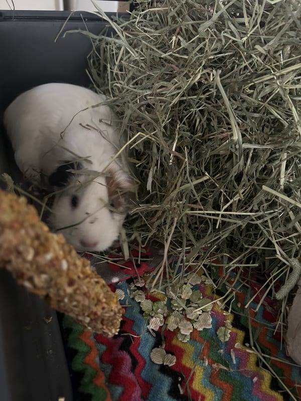 Picture of Elo and Loulou the guinea pig