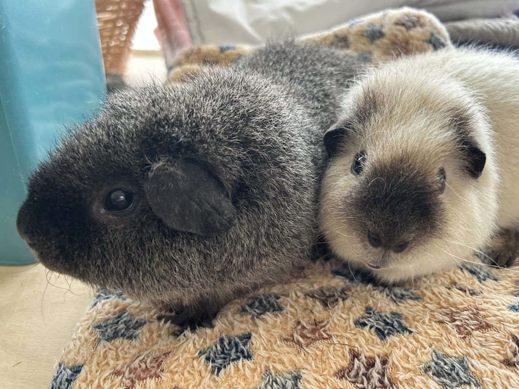 Picture of Pancake and Oreo the guinea pig