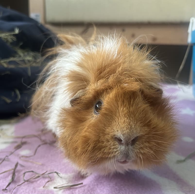 Picture of Peanut the guinea pig
