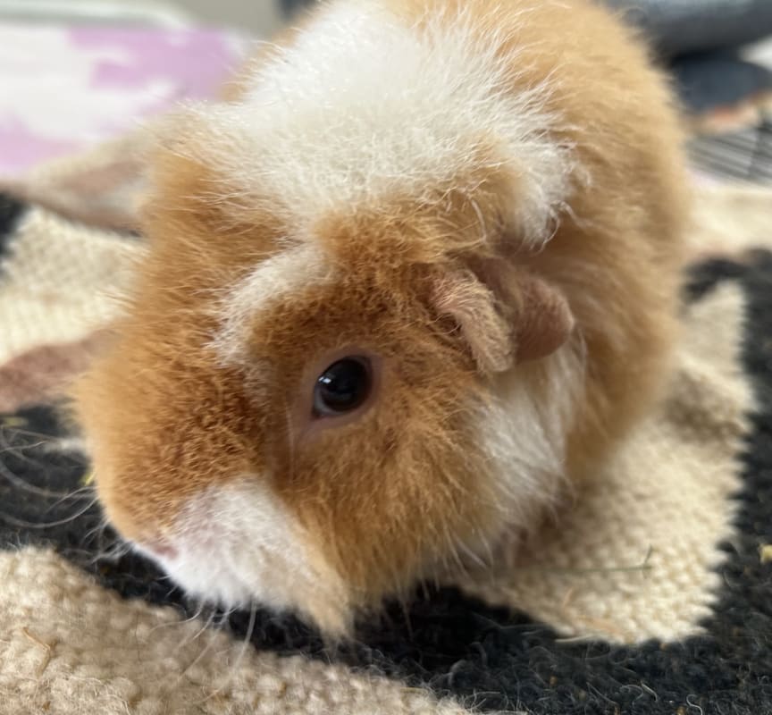 Picture of Sundae, Sprinkles and Ginger the guinea pig