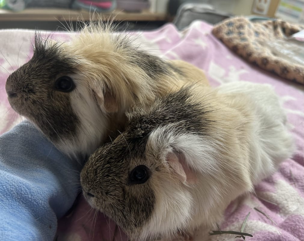 Picture of Sam and Frodo the guinea pig