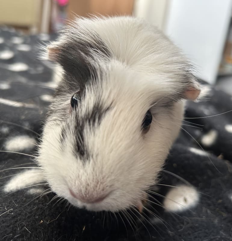 Picture of Custard the guinea pig