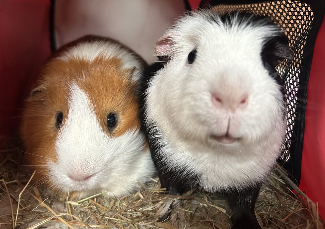 Picture of Rocky and Buzz the guinea pig