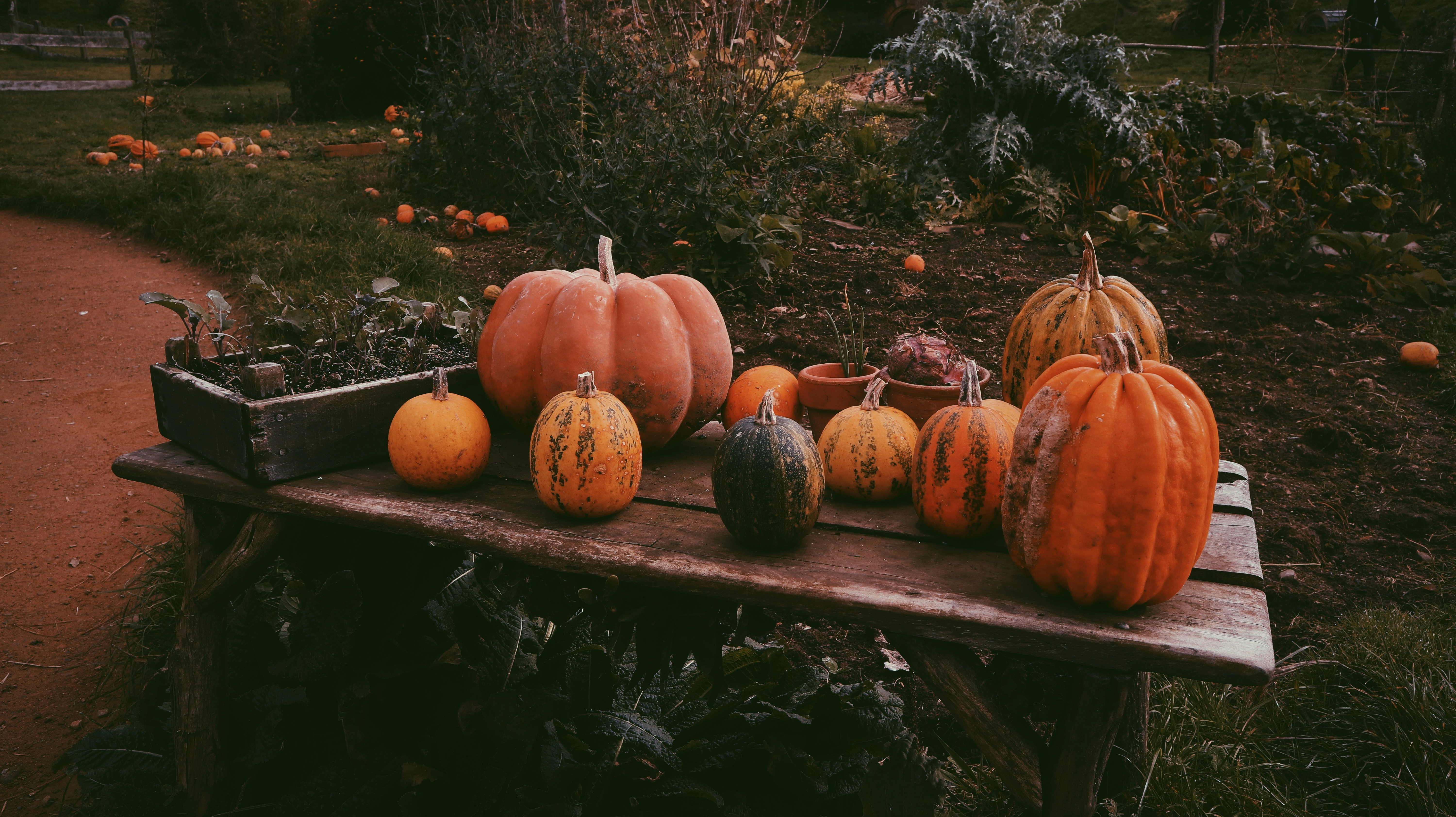 What Are the Best Food Ideas for a Fall Party?