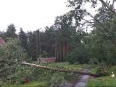 В Ленобласти двое пострадавших&nbsp;из-за падения деревьев. Обесточены 28 населенных пунктов