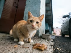 Ленобласть вдвое увеличит субсидии приютам для животных