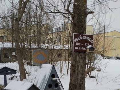 Жители многоэтажки в Приозерске обустроили во дворе домики для уличных котиков