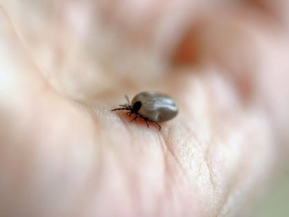 От клещей с начала сезона пострадали уже более 2 тысяч ленинградцев
