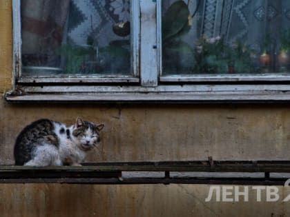 Снег с дождями и гололедица ожидаются в Ленобласти 1 января