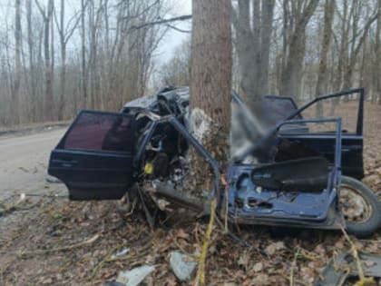 Встреча с деревом оказалась фатальной
