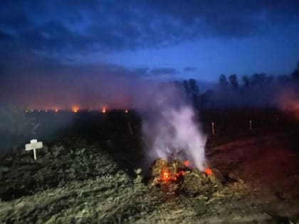 Хлоп и все, ждем дождя. Как заморозки задели урожай в Ленобласти 