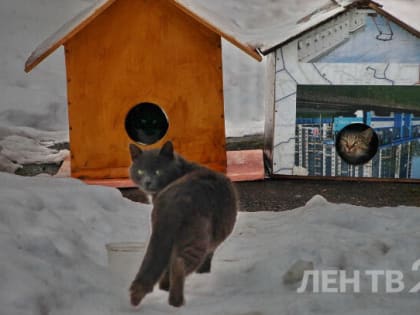Туман, дождь и до +4 градусов: синоптики о погоде в Ленобласти 24 января