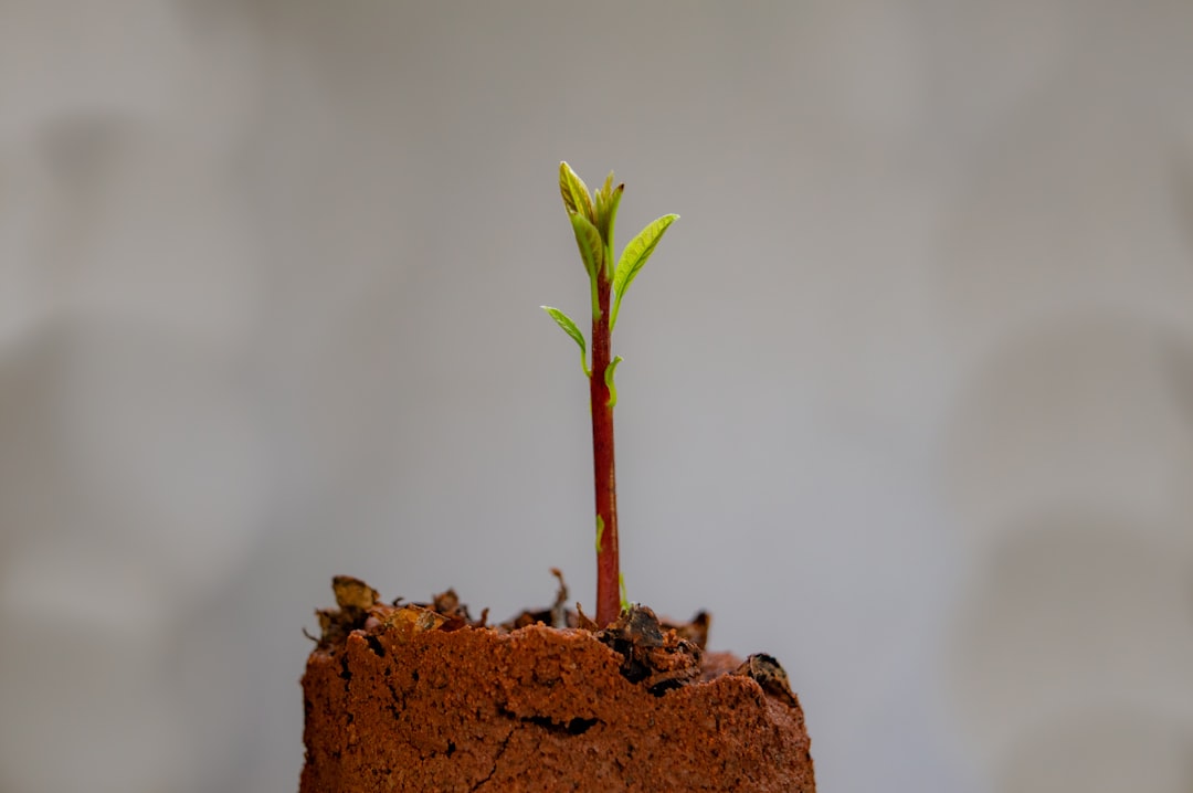 có nên trồng cây trúc quan âm
