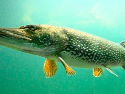 За ловлю щуки в Холмском районе осудили пару браконьеров