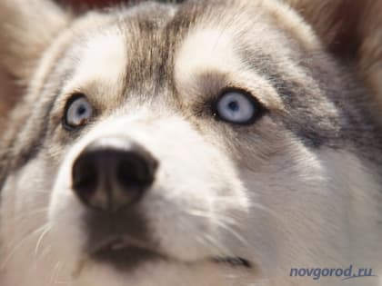 Бастрыкин поручил подготовить изменения в закон об отлове бродячих собак