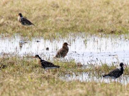Когда в Великий Новгород придёт весна? Интересный прогноз