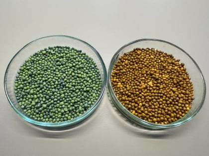 Учёные НовГУ исследуют инновационные удобрения и их влияние на экологию: перспективы использования биодеградируемых полимеров