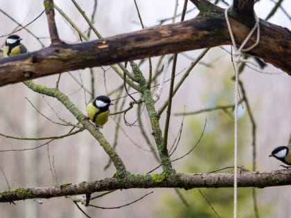 Облачность, ветер, плюс – погода в выходные для новгородцев продолжит недельный тренд