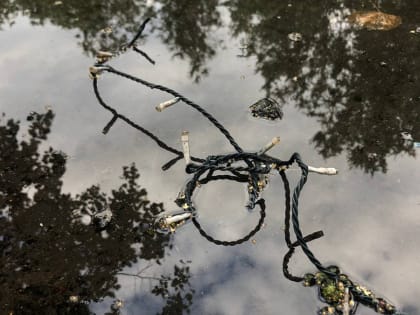 С деревьев на улице Газон сняли светодиодную подсветку