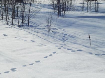 В Новгородской области установили лимиты добычи охотничьих ресурсов