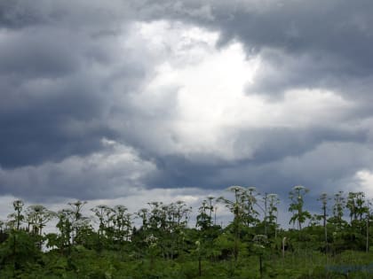 Борьба с борщевиком в Новгородской области продолжается