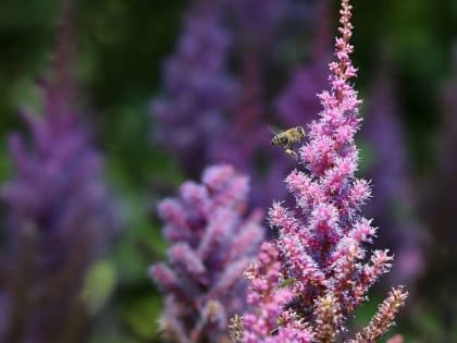 Возле улиц Красноармейская и Пушкинская в Боровичах проведут озеленение