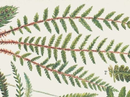 В Парфинском районе нашли краснокнижный папоротник