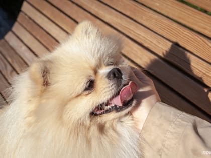 В Новгородской области утвердили правила содержания домашних животных